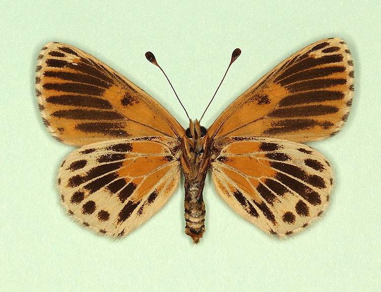 Melitaea cinxia female (aberrant form ultraradiata, verso) (Internet Image property of respective owner, non-commercial use only)